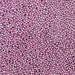 Purple Mini Pearl Sprinkle Beads Wholesale (24 units per/ case) | Bakell