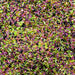 Close-up of Frankenstein Edible Shimmer Flakes, a mix of green, purple, and black iridescent flakes.