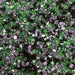 Hocus Pocus Rimming Sugar, a mix of green, purple, and black sparkling sugar crystals.