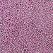 Purple Pearl Mini Sprinkle Beads-Krazy Sprinkles_HalfCup_Google Feed-bakell